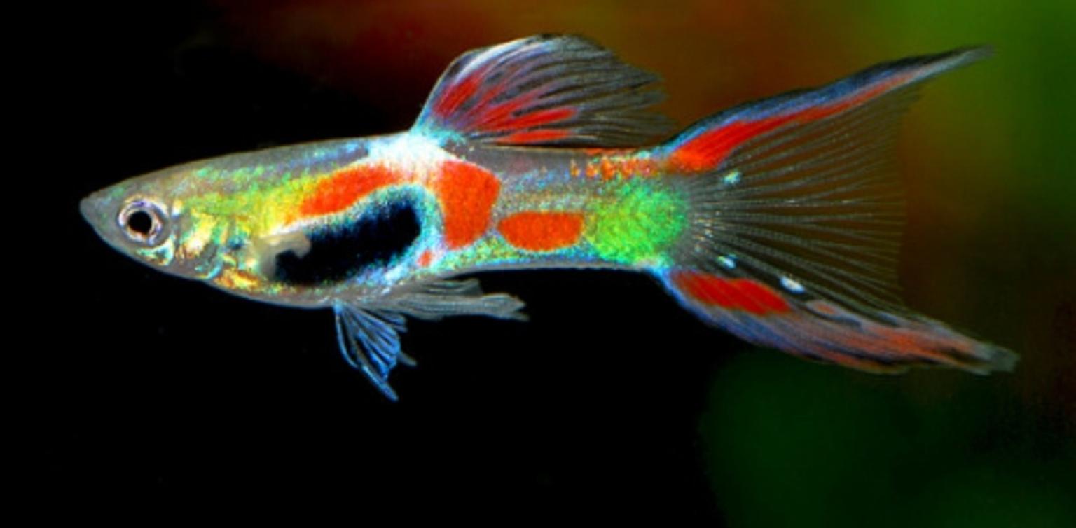 a picture of an endler guppy