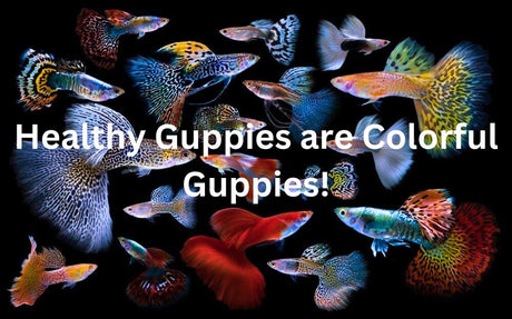 picture of guppies with text overlaid