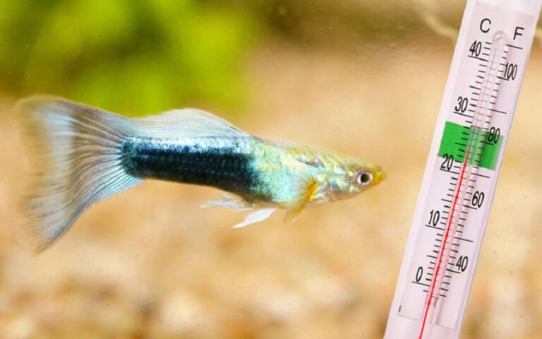 guppy with thermometer