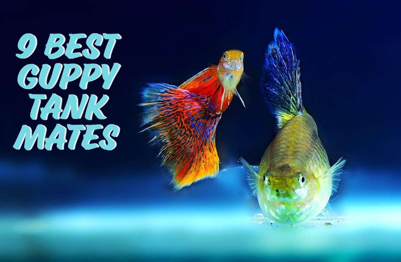 a guppy with a peaceful tank mate