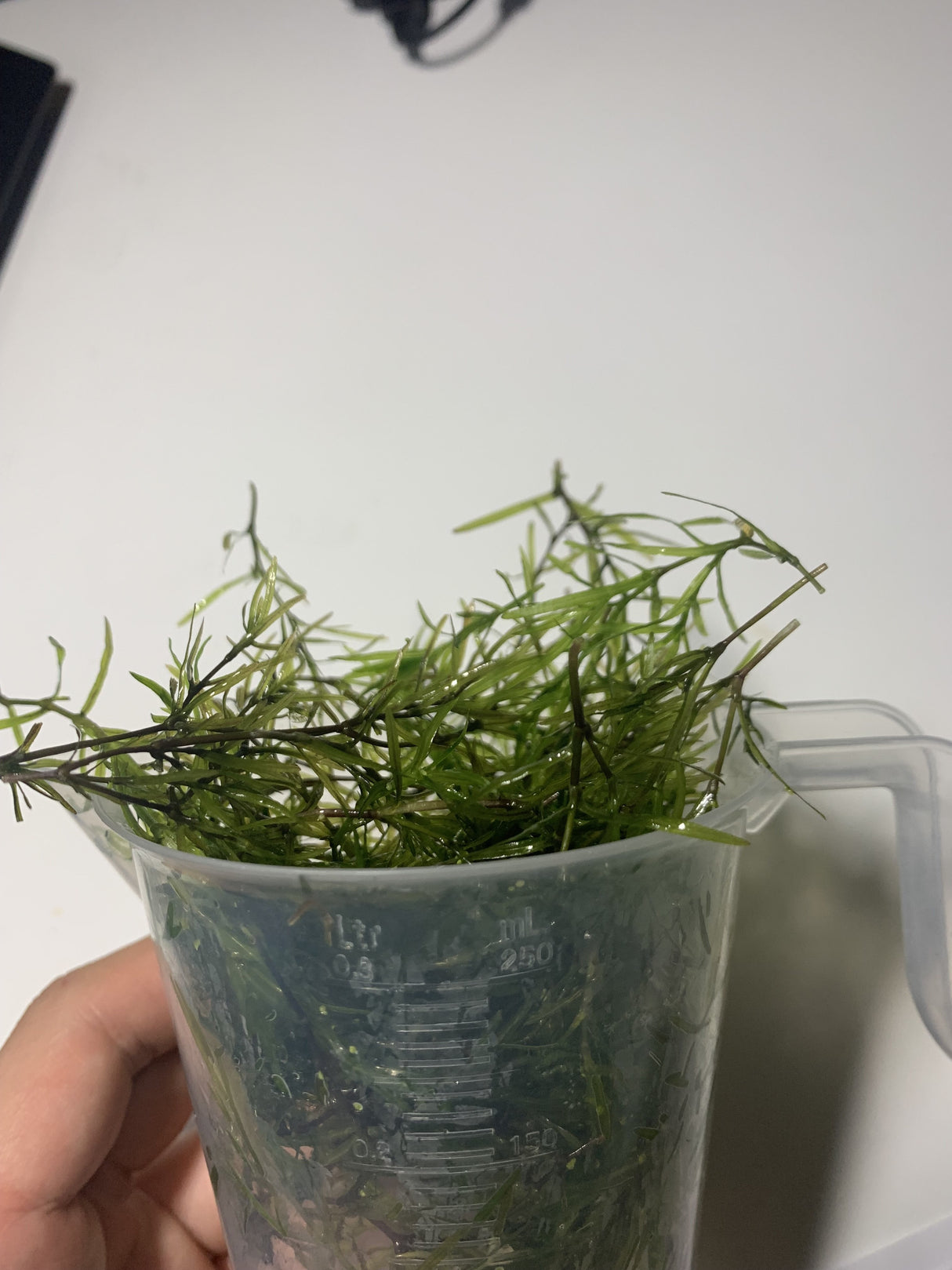 Live Guppy Grass (Najas guadalupensis)