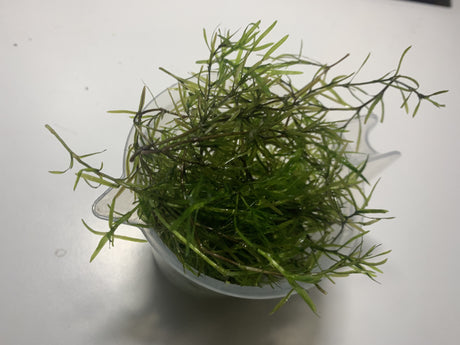 Live Guppy Grass (Najas guadalupensis)