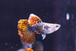 A single Red Dragon Short Guppy