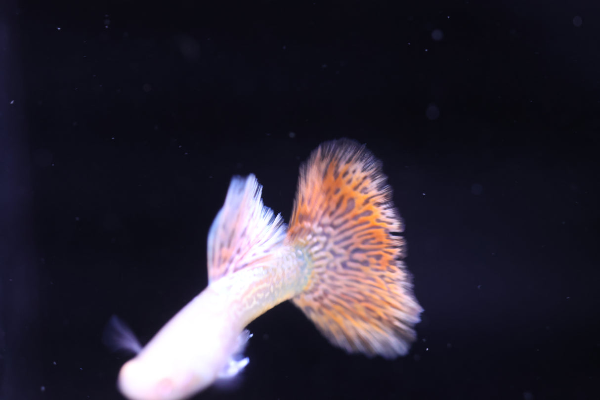 A single Albino Red Dragon Guppy