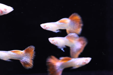 Albino Red Dragon Guppy