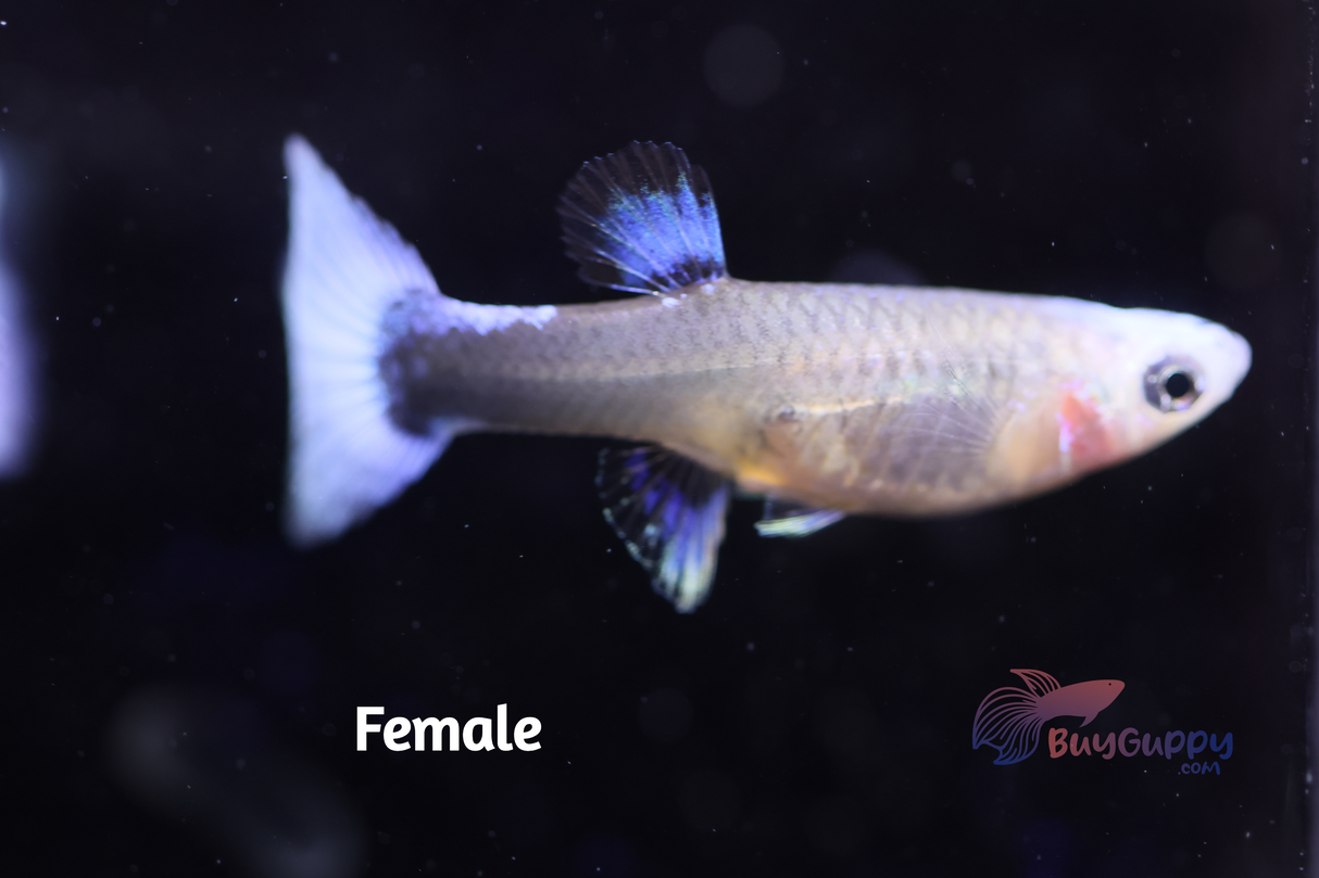 Blue Koi Guppy