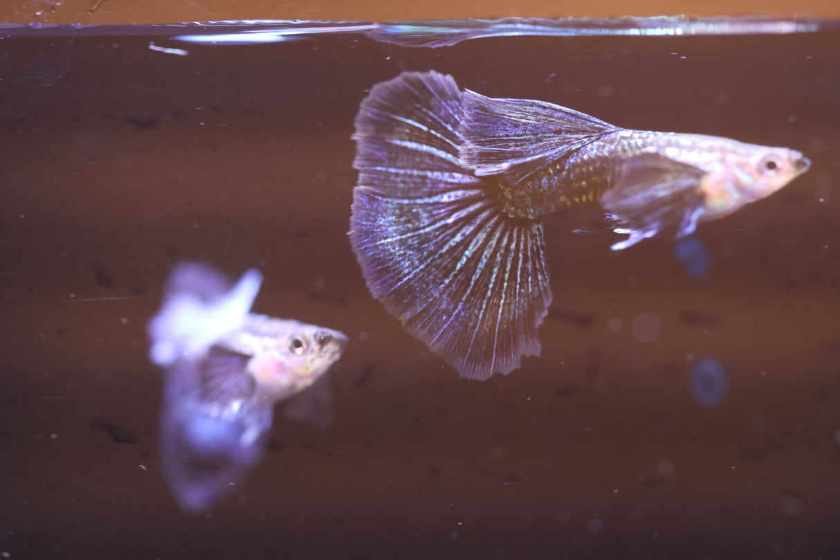 Blue Dragon Guppy