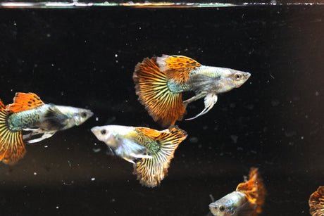 Red Dragon Ribbon Guppy