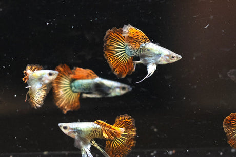Beautiful Red Dragon Guppy swimming in groups