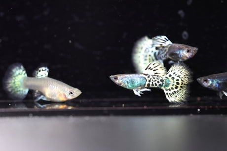 Metal Leopard Guppy