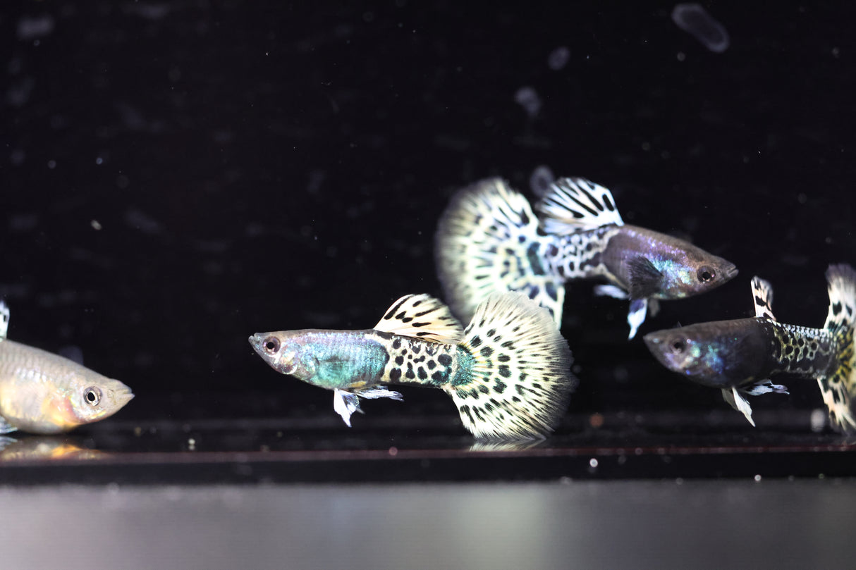 Metal Leopard Guppy