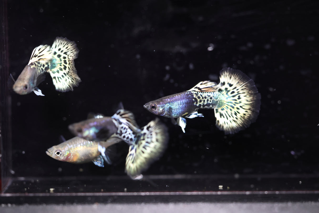 Metal Leopard Guppy