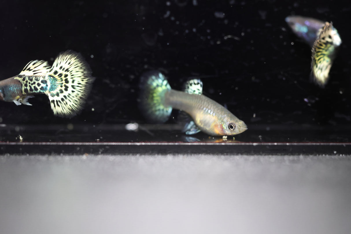 Metal Leopard Guppy