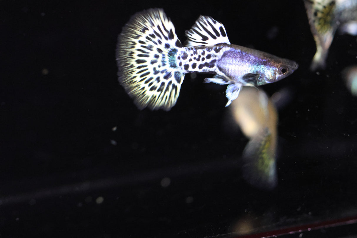 Metal Leopard Guppy