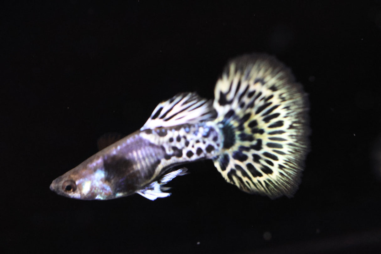 Metal Leopard Guppy