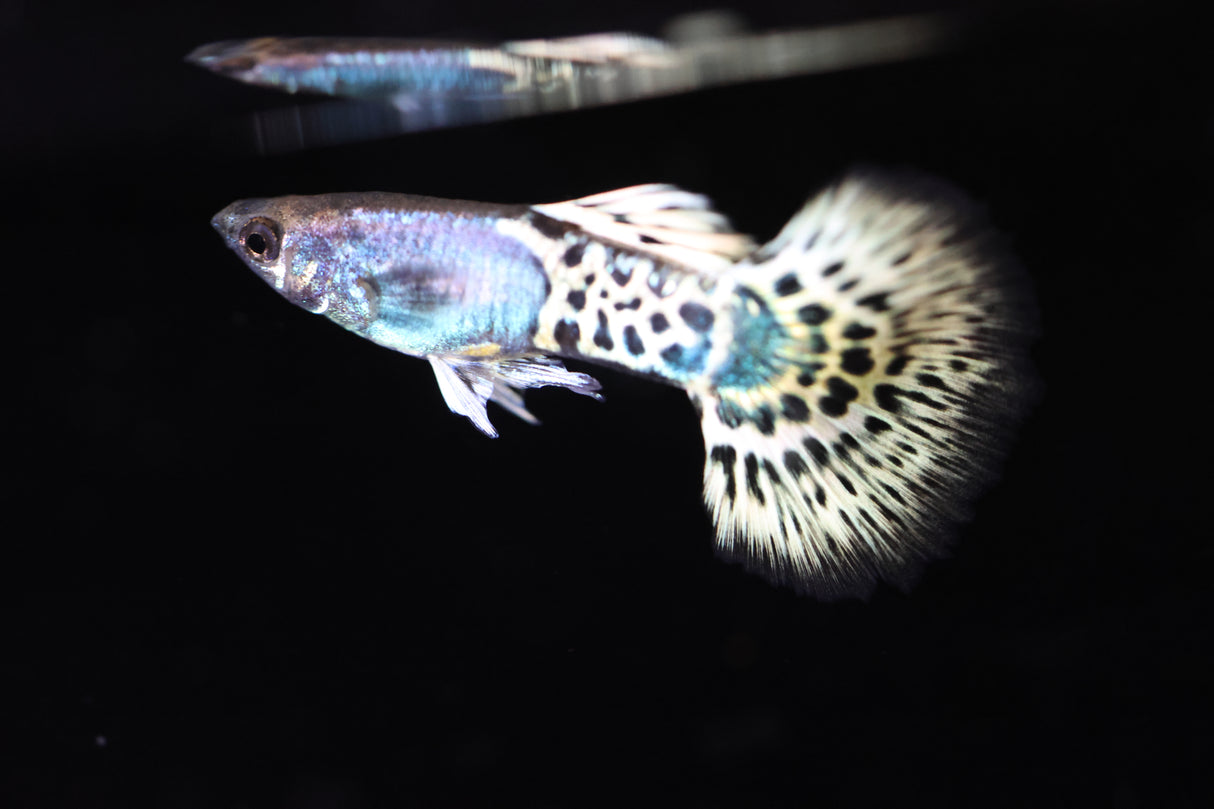 Metal Leopard Guppy