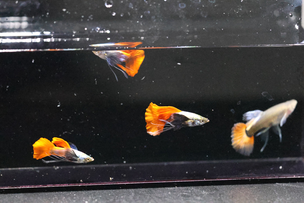 Dumbo Rar Red tail Ribbon