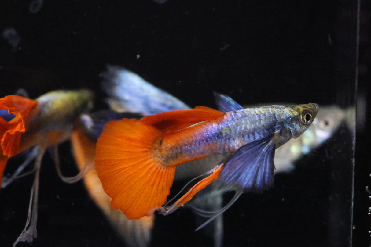 Dumbo Rar Red tail Ribbon