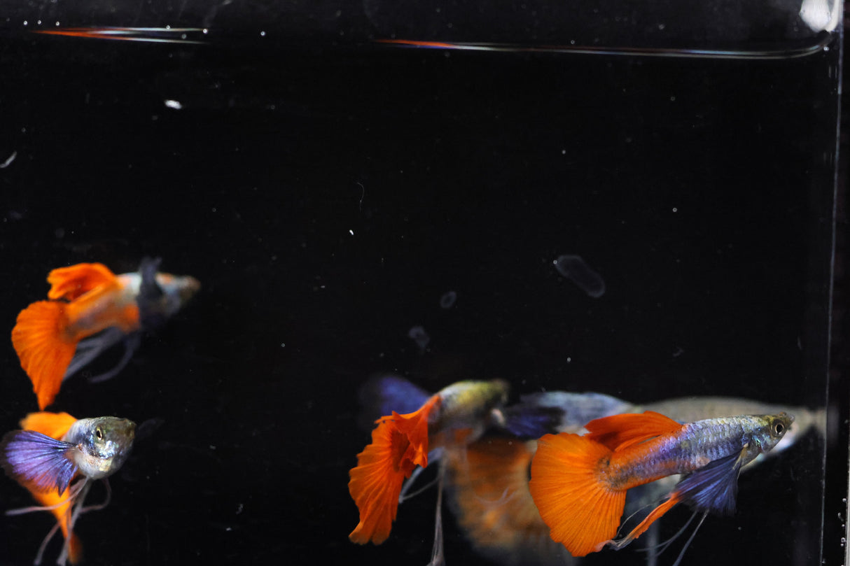 Dumbo Rar Red tail Ribbon