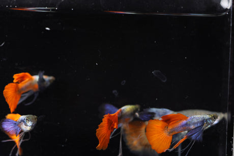 Dumbo Rar Red tail Ribbon