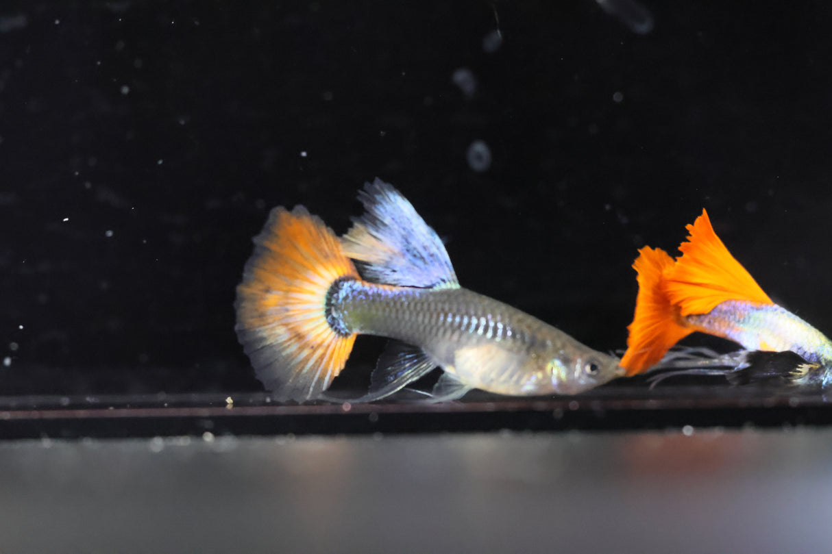 Dumbo Rar Red tail Ribbon