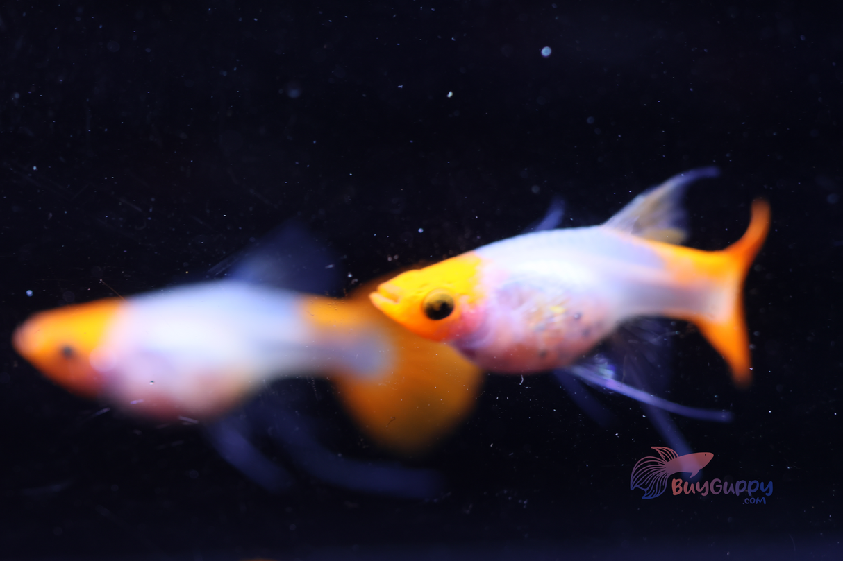 Wild Koi Short Glassbelly Ribbon