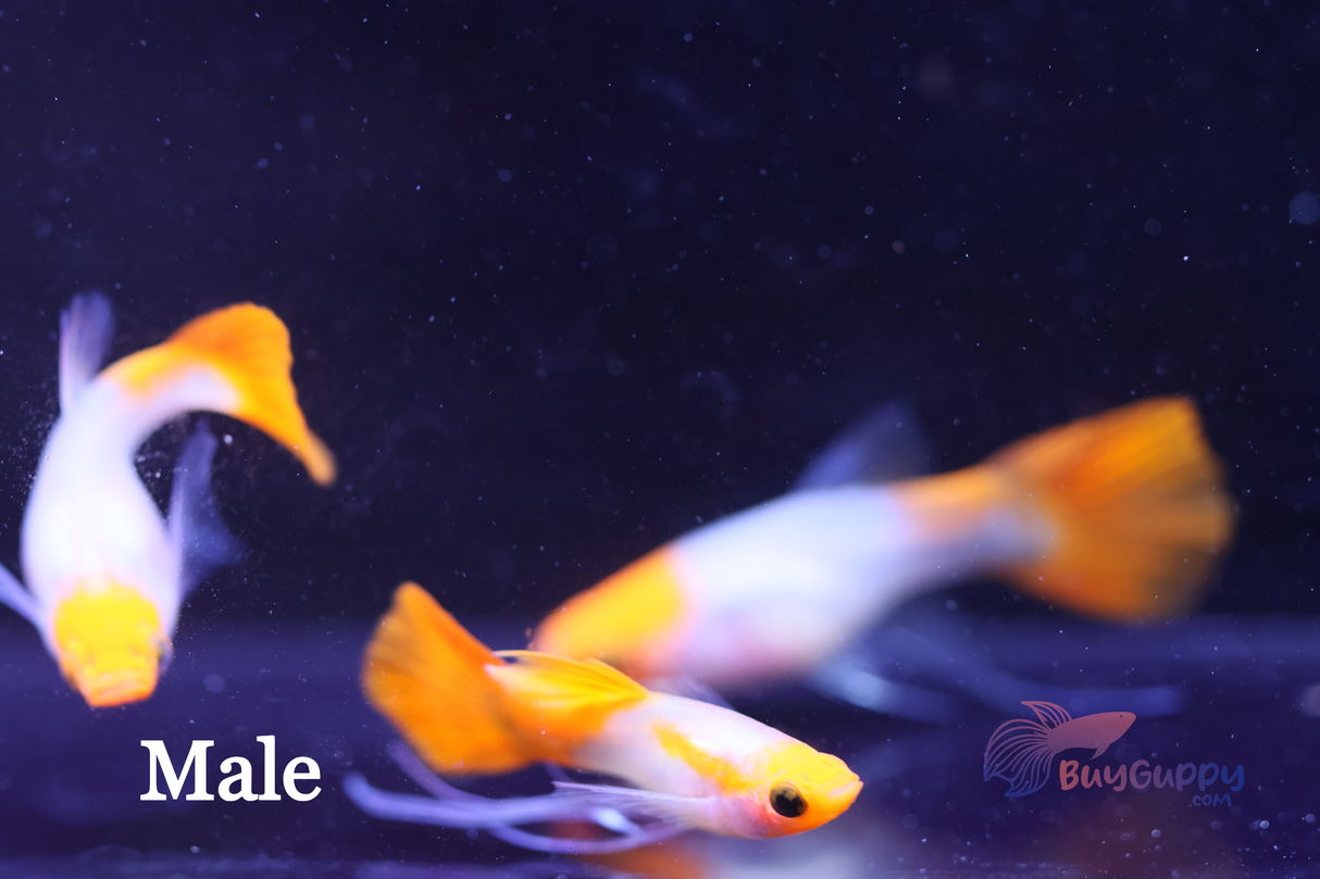 Wild Koi Short Glassbelly Ribbon