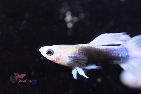 Blue Koi Guppy