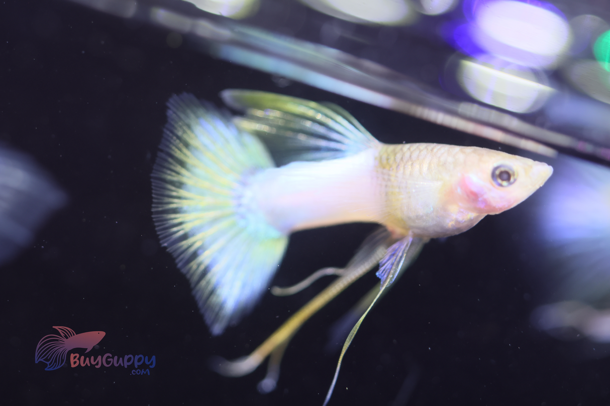 Yellow Pingu Ribbon Guppy