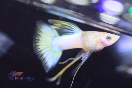 Yellow Pingu Ribbon Guppy