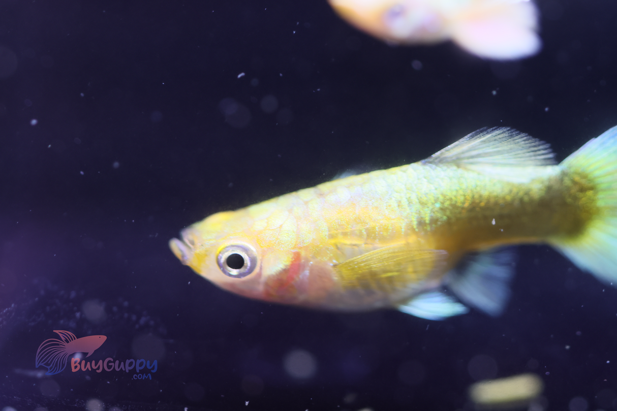 Full Gold Short Guppy