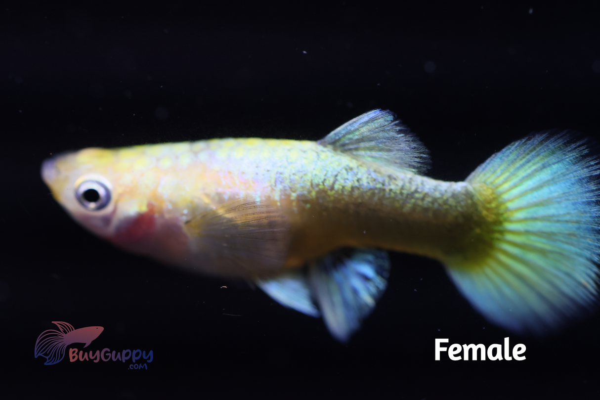 Full Gold Short Guppy