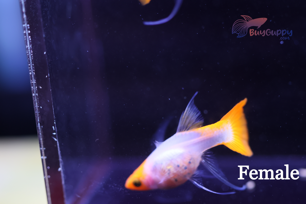 Wild Koi Short Glassbelly Ribbon