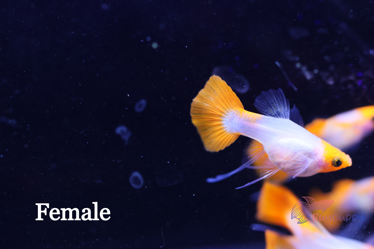 Wild Koi Short Glassbelly Ribbon