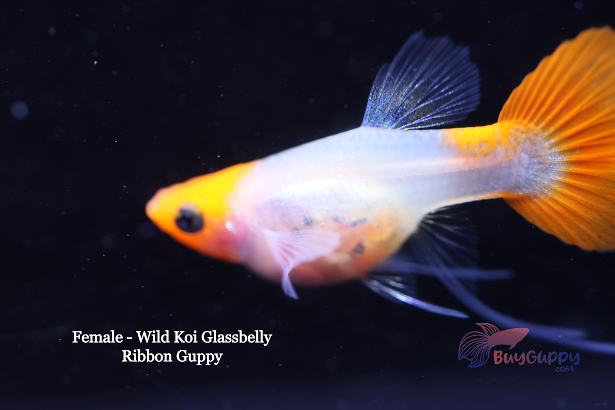 Wild Koi Short Glassbelly Ribbon