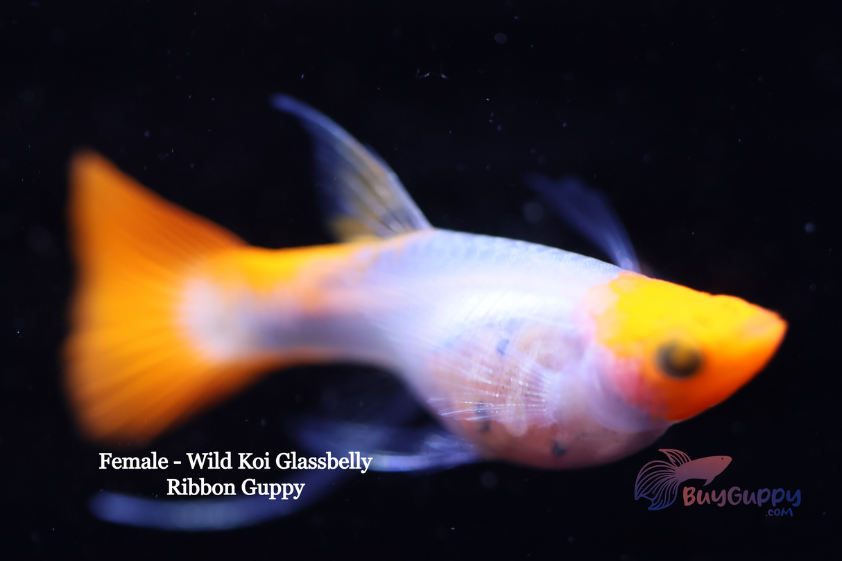 Wild Koi Short Glassbelly Ribbon
