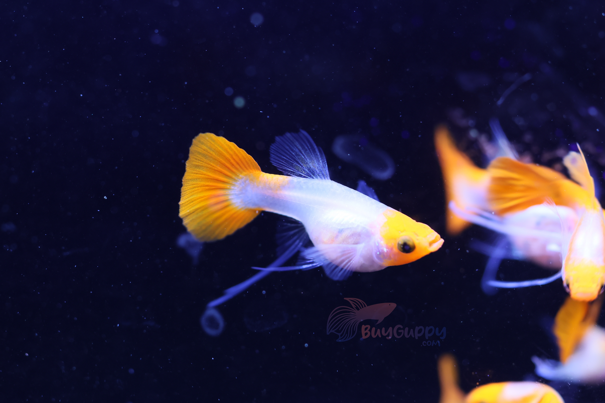 Wild Koi Short Glassbelly Ribbon