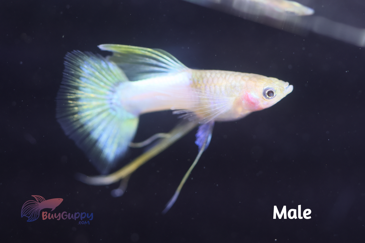 Yellow Pingu Ribbon Guppy