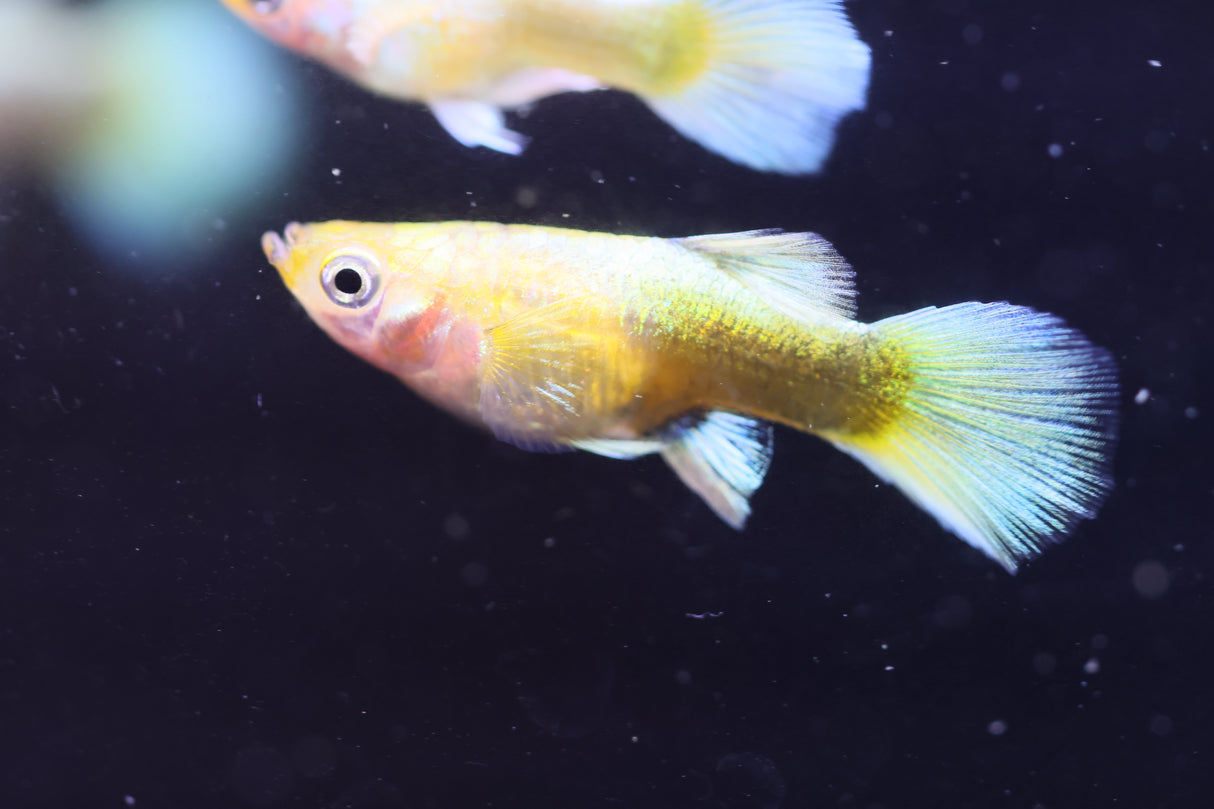 Full Gold Short Guppy