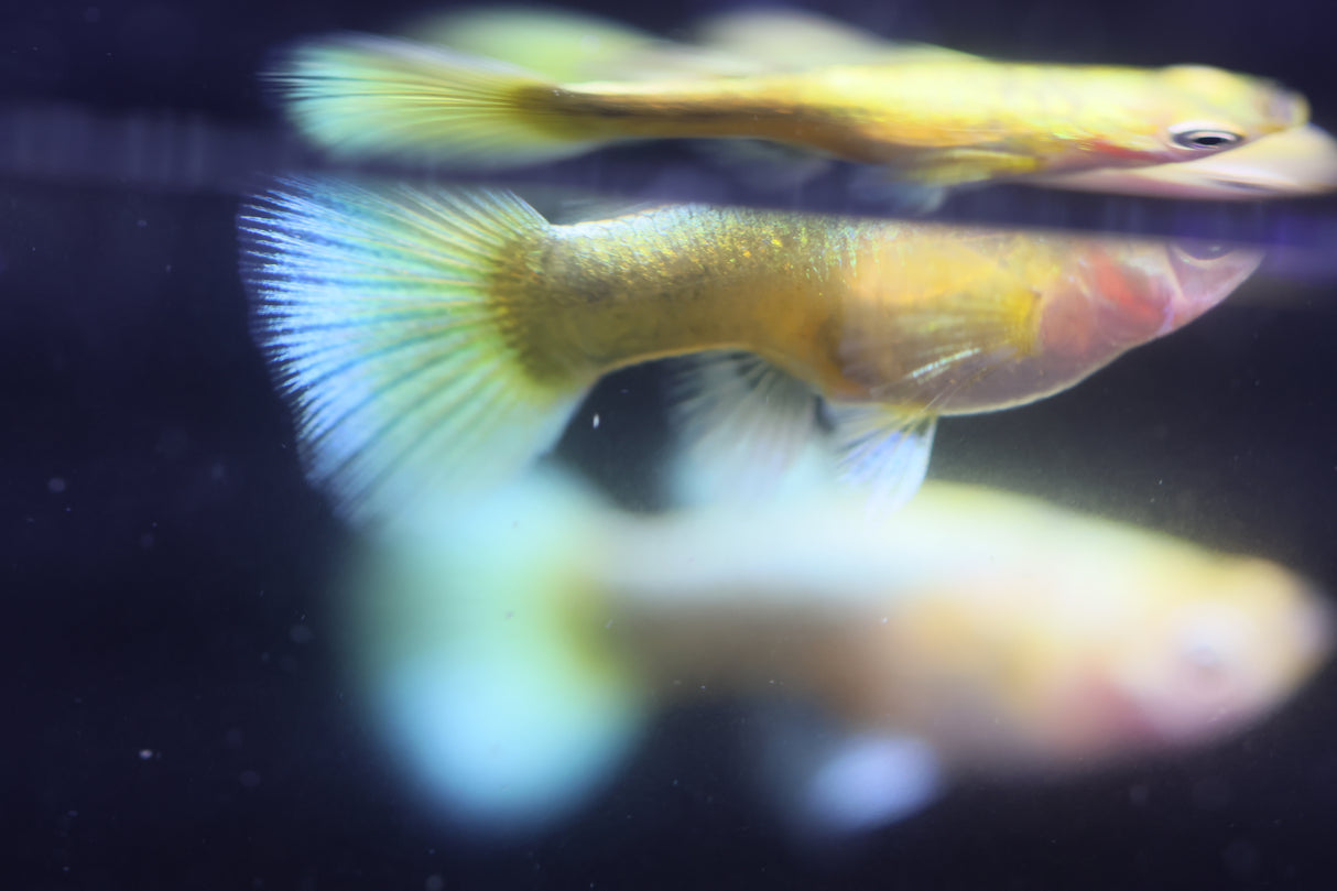 Full Gold Short Guppy