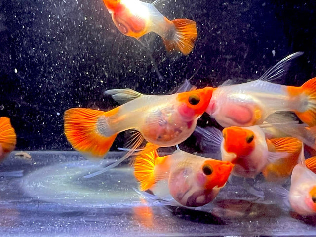 Koi Short GlassBelly