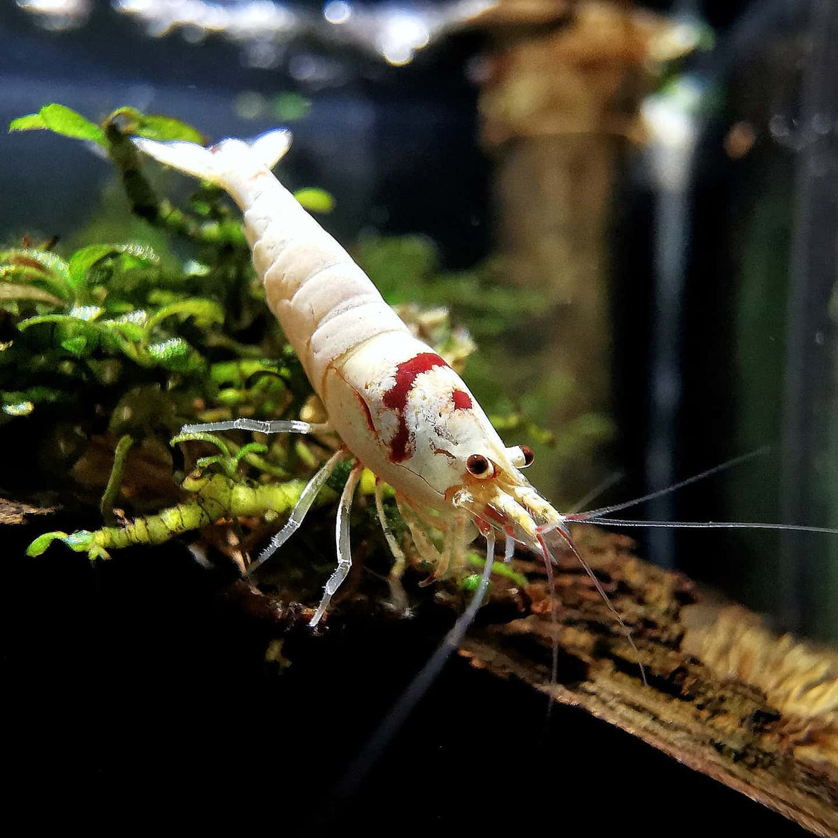 K14 Pure Red Line (SSS+ Grade)