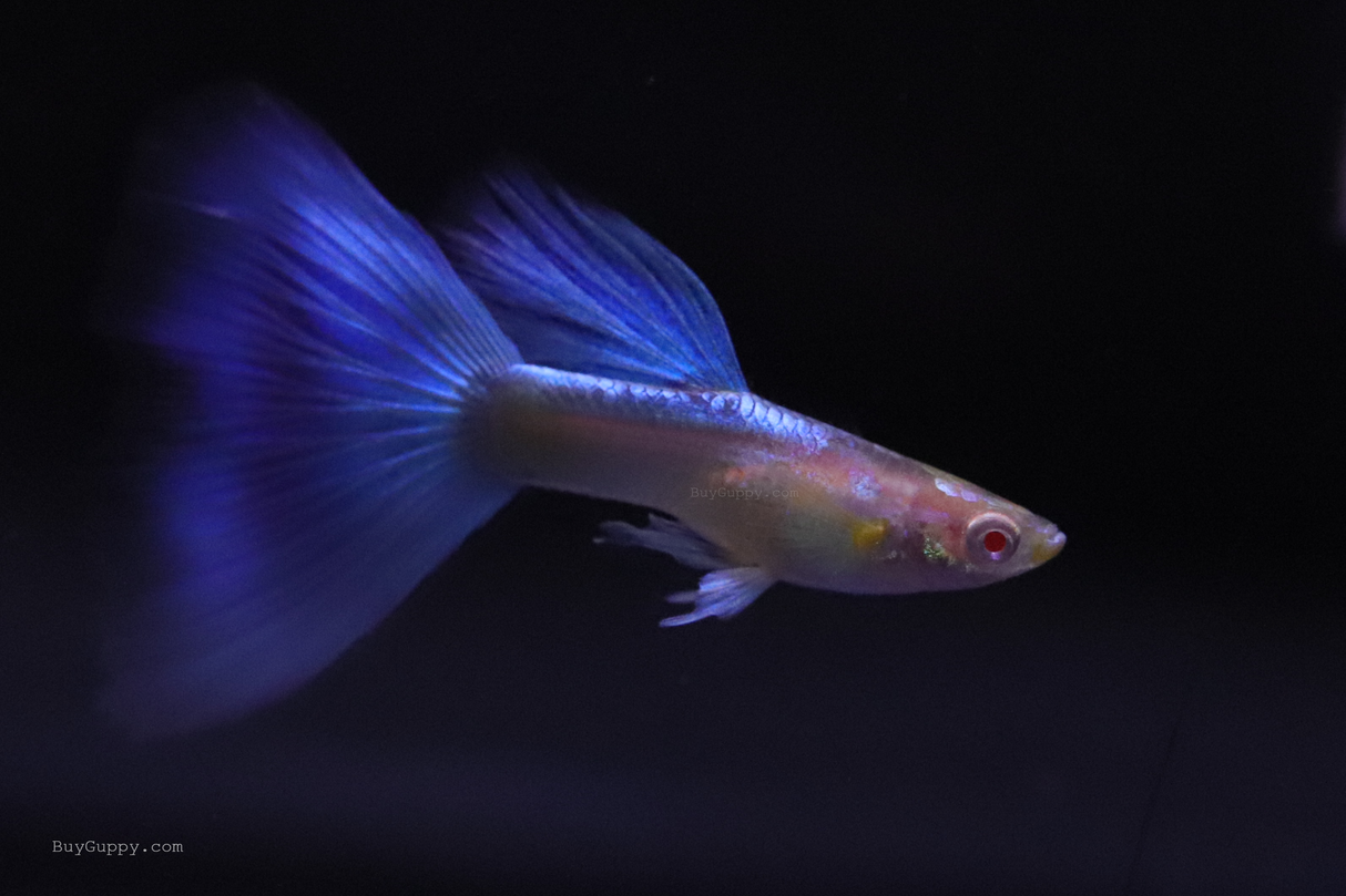 Blue Topaz Guppy