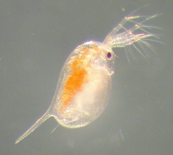 Live Daphnia Culture – Nutritious Live Fish Food for Fry & Adults (300+ Live Daphnia)