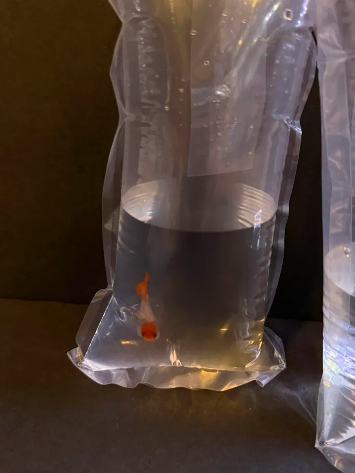 4"x 8" Professional Live Fish shipping Bag