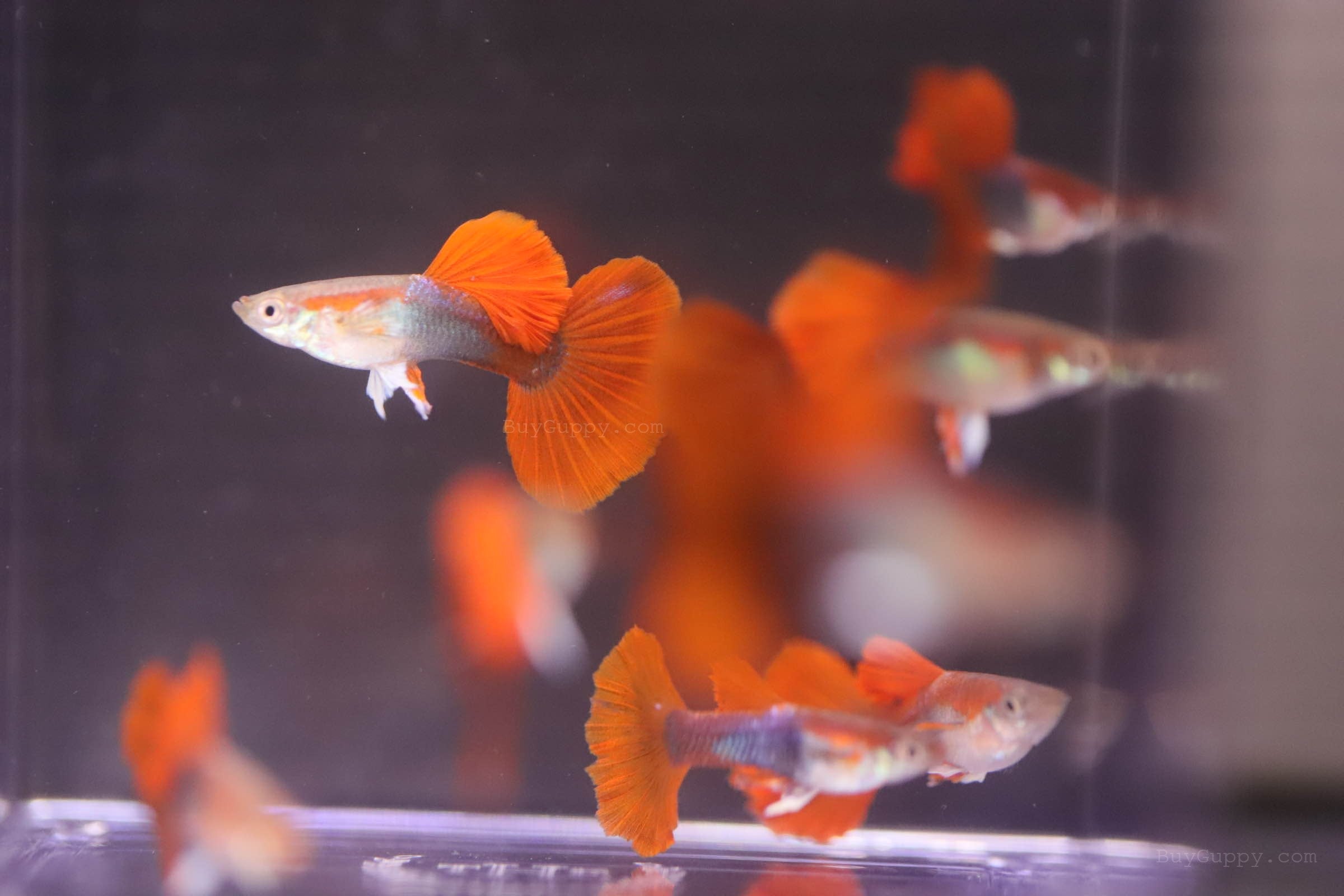 Hb Red Rose Guppy – BuyGuppy.com