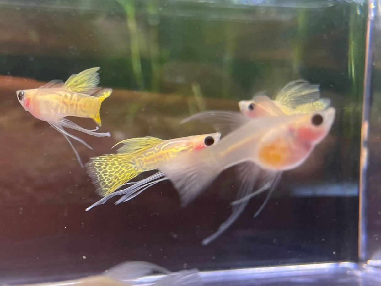 The Yellow Lace GlassBelly Guppy features a delicate yellow body with intricate lace-like patterns and a unique transparent belly, allowing a glimpse inside. Its soft color and see-through belly create a fascinating and beautiful appearance.