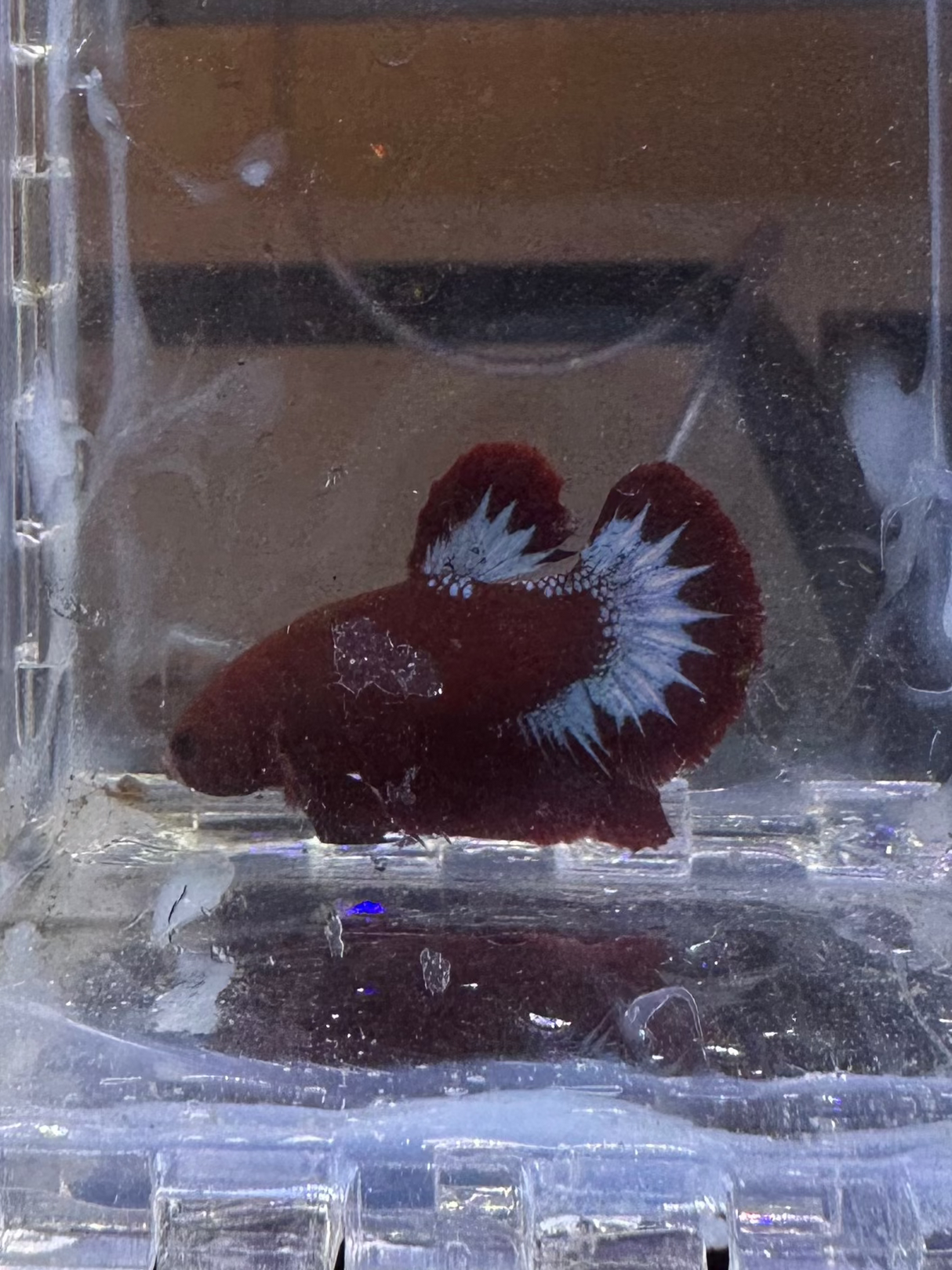 Betta Male (S-03046)