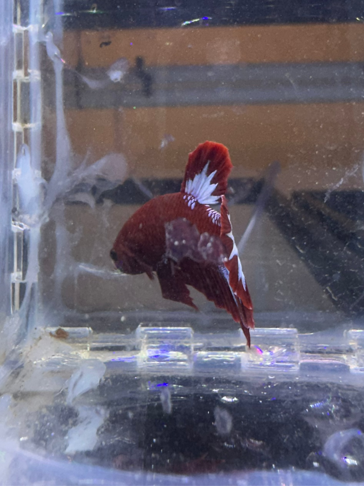 Betta Male (S-03046)