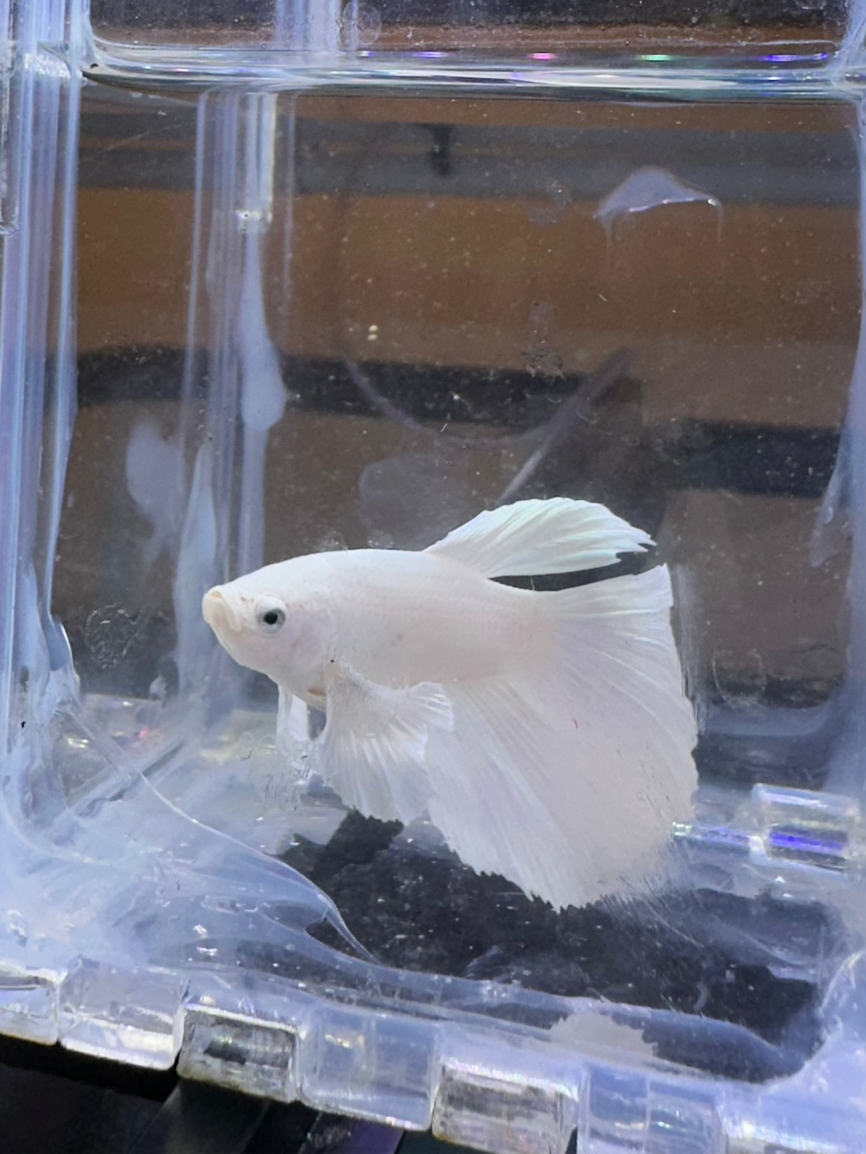 Betta Pair (P-03041)